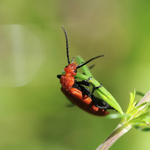 Pyrochroa serraticornis (Pyrochroidae)