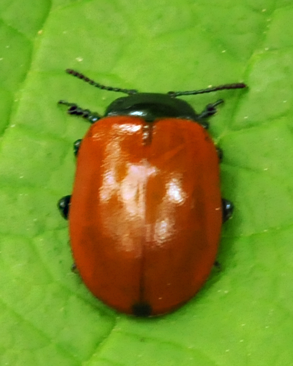 Chrysomela populi
