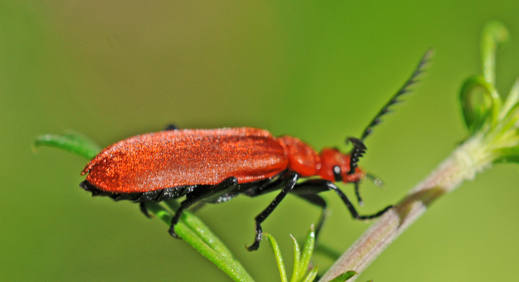 Pyrochroa serraticornis (Pyrochroidae)