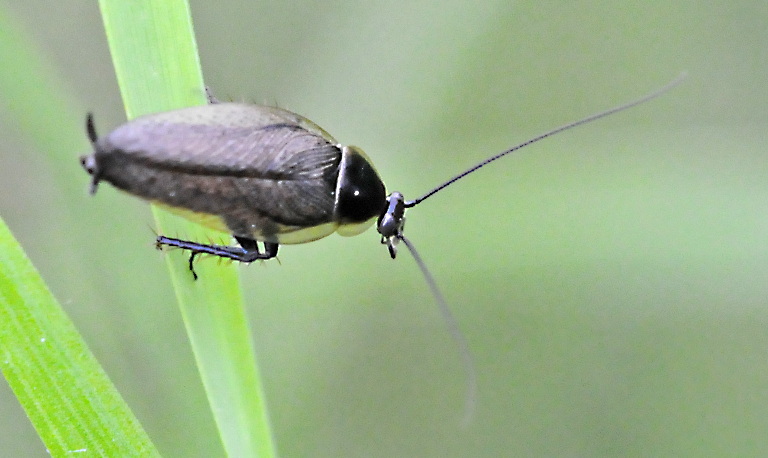 Ectobius lapponicus (Linnaeus, 1758)