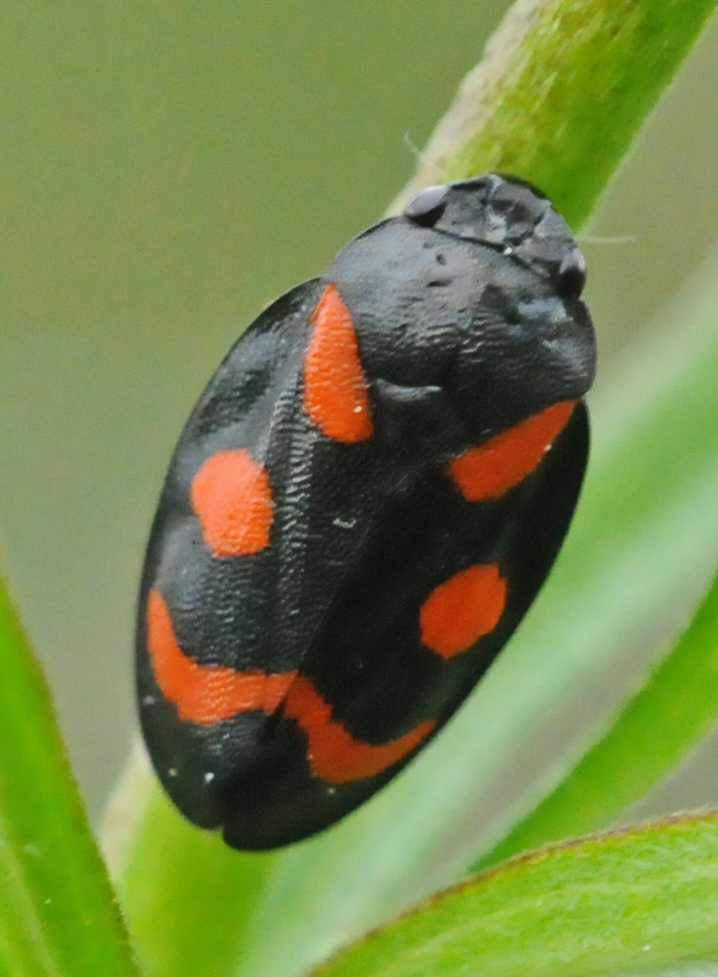 Cercopis vulnerata?