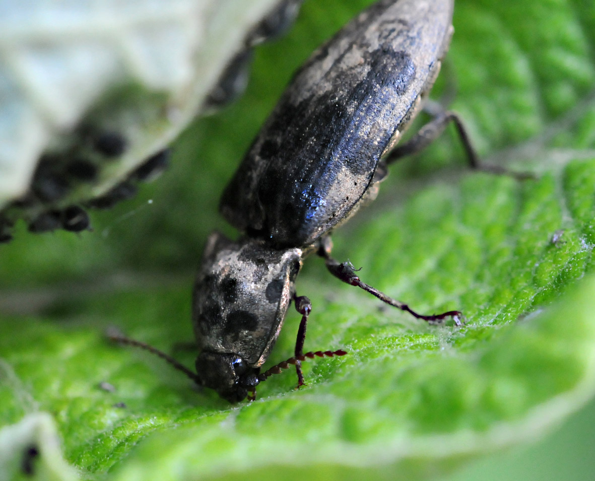 Coccinella da identificare