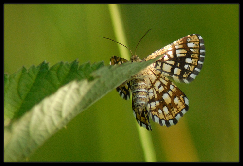 Chiasmia clathrata?