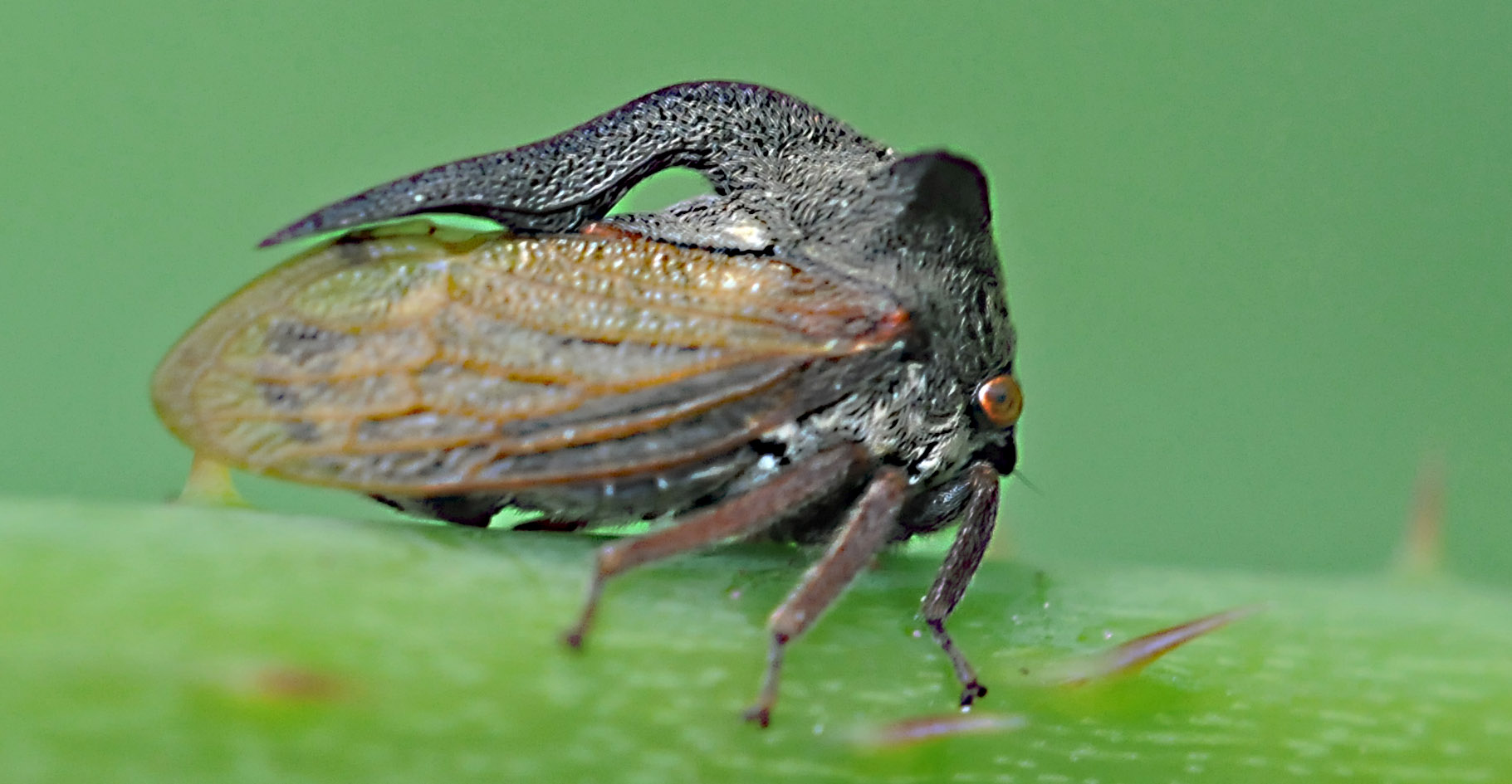 Centrotus cornutus
