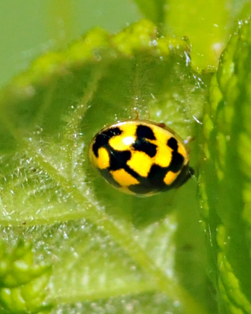 Propylea quatuordecimpunctata?