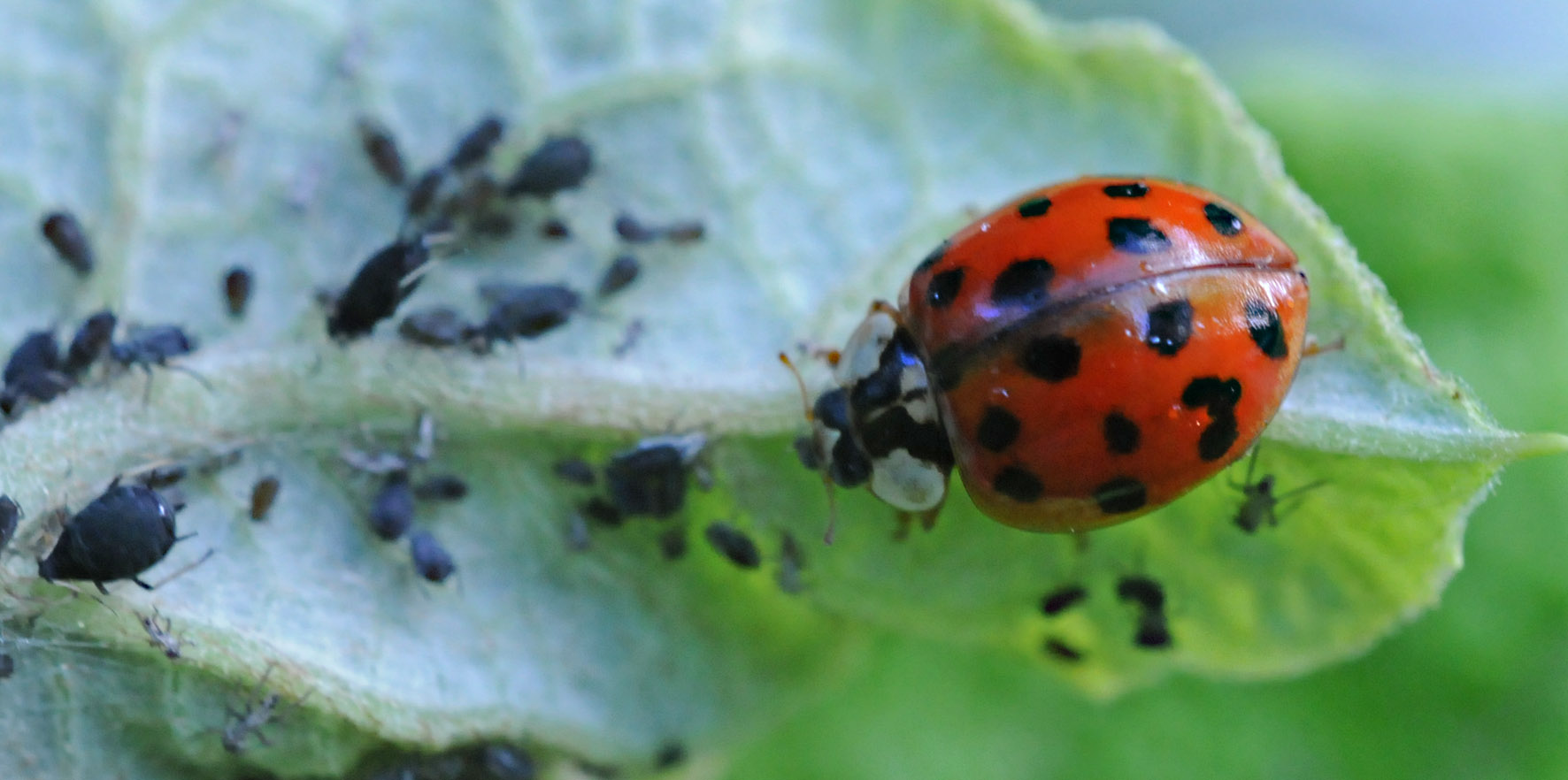 Coccinella da identificare