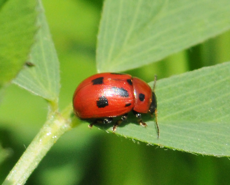 Gonioctena fornicata?
