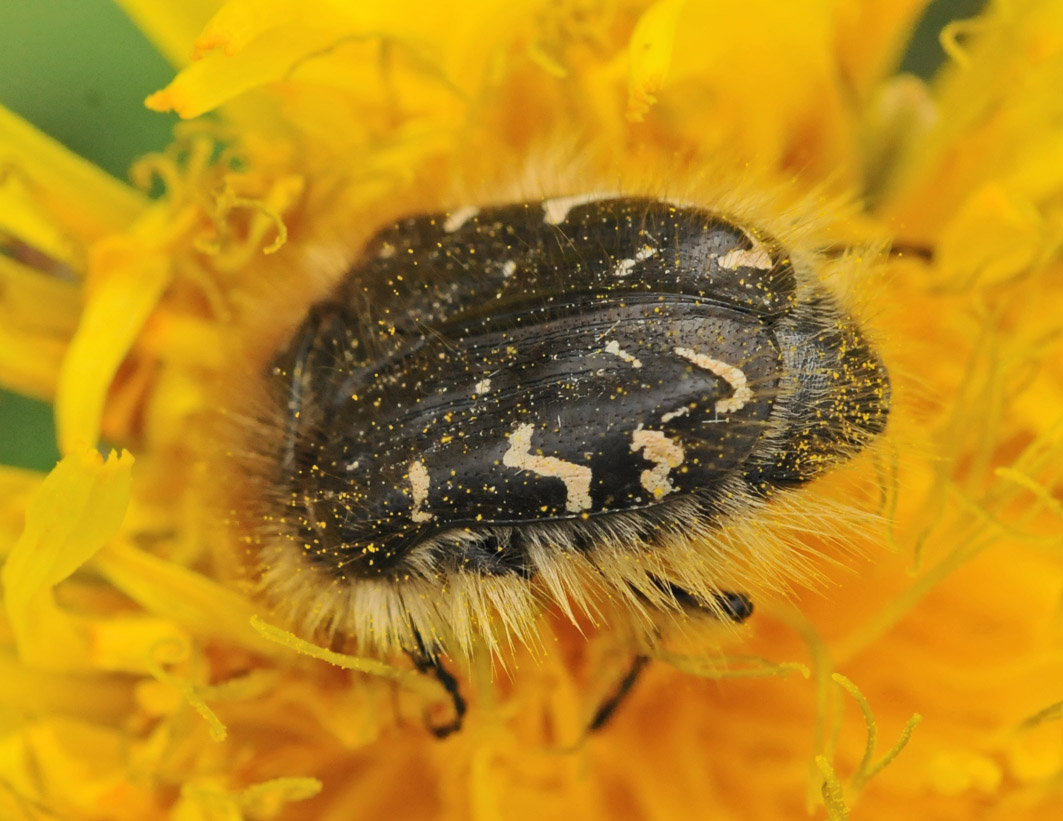 da identificare - Tropinota sp.