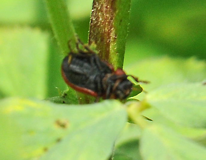 Gonioctena fornicata?