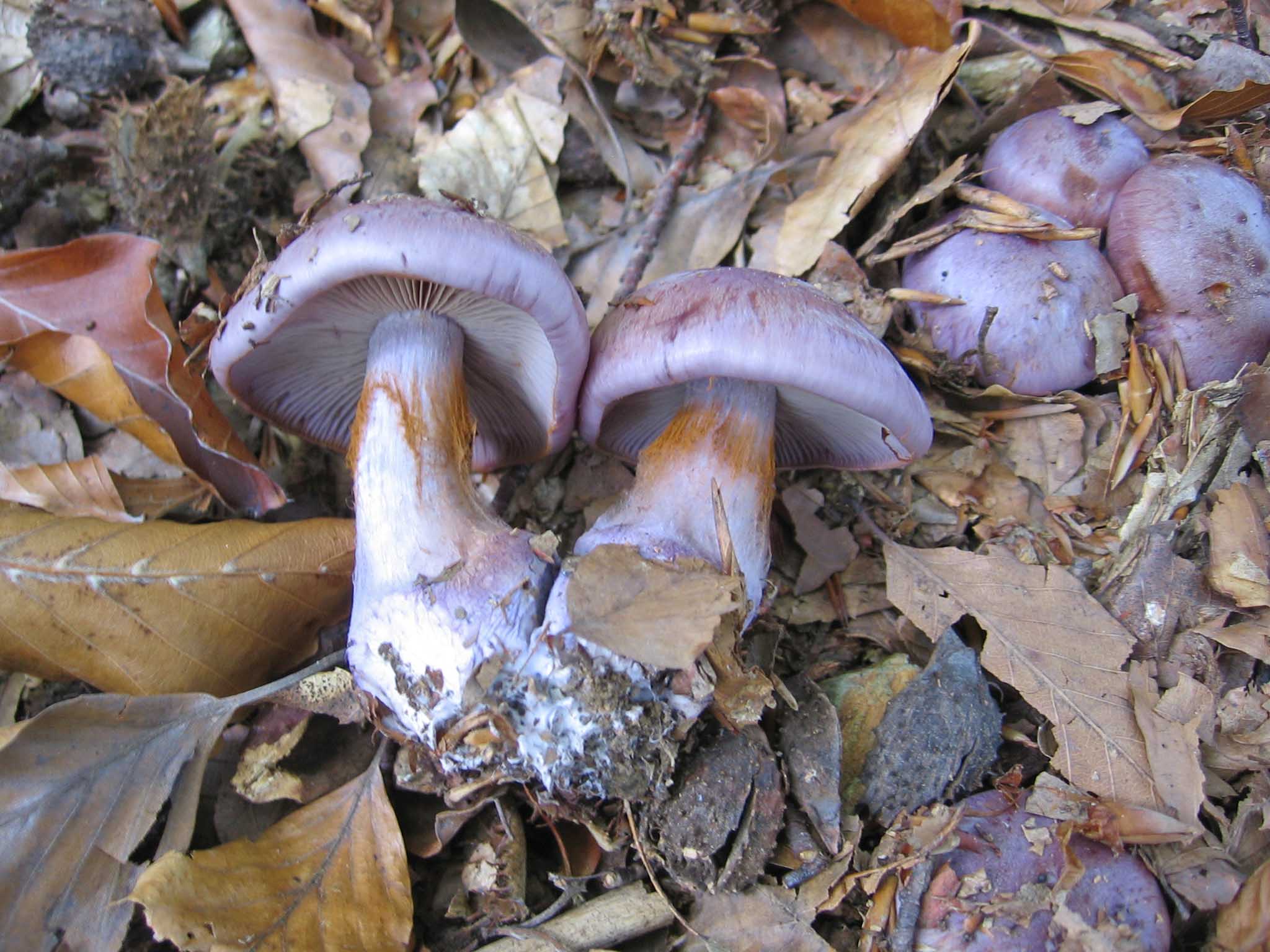 Funghi da determinare