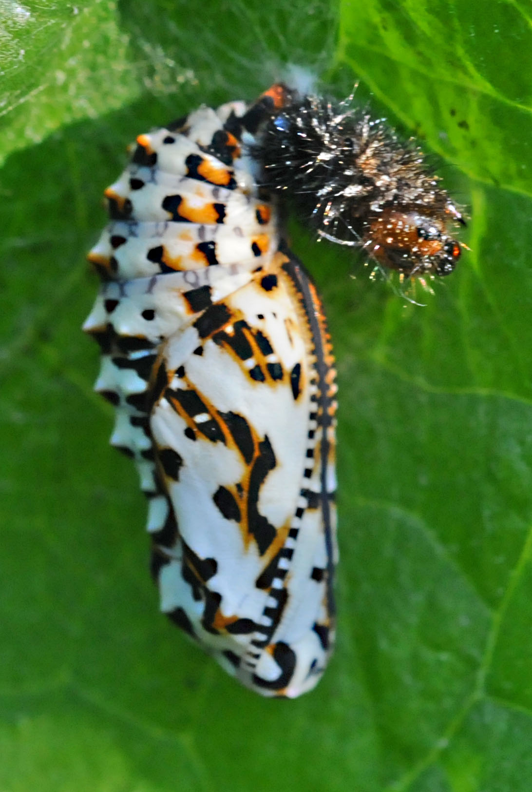 Crisalidi di Melitaea didyma?