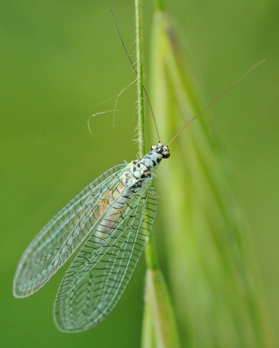 Chrysopa perla