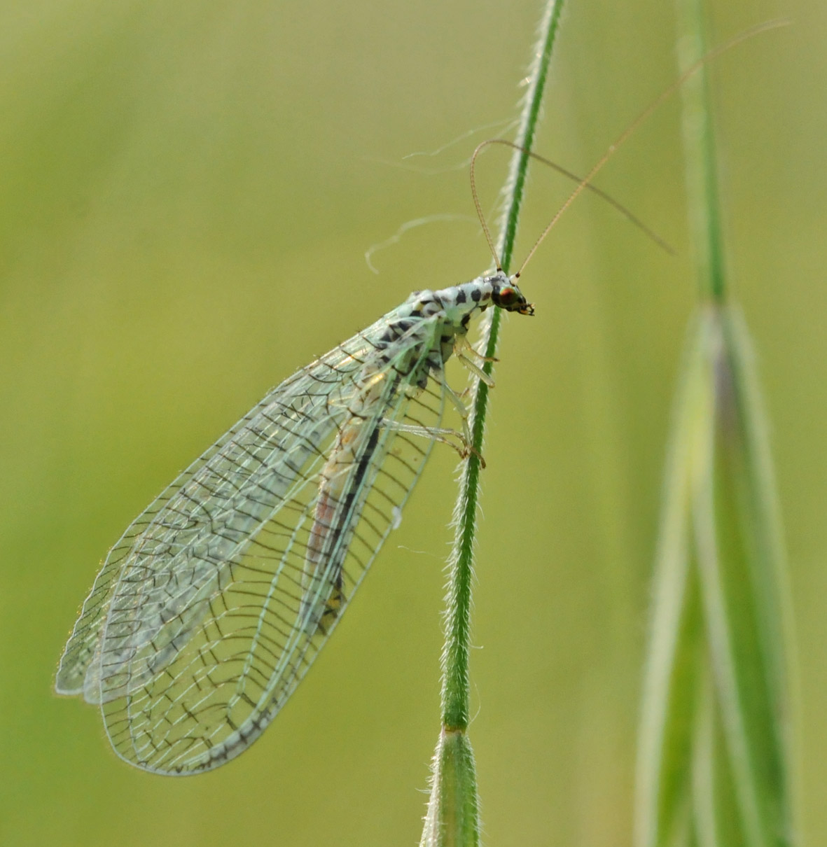 Chrysopa perla