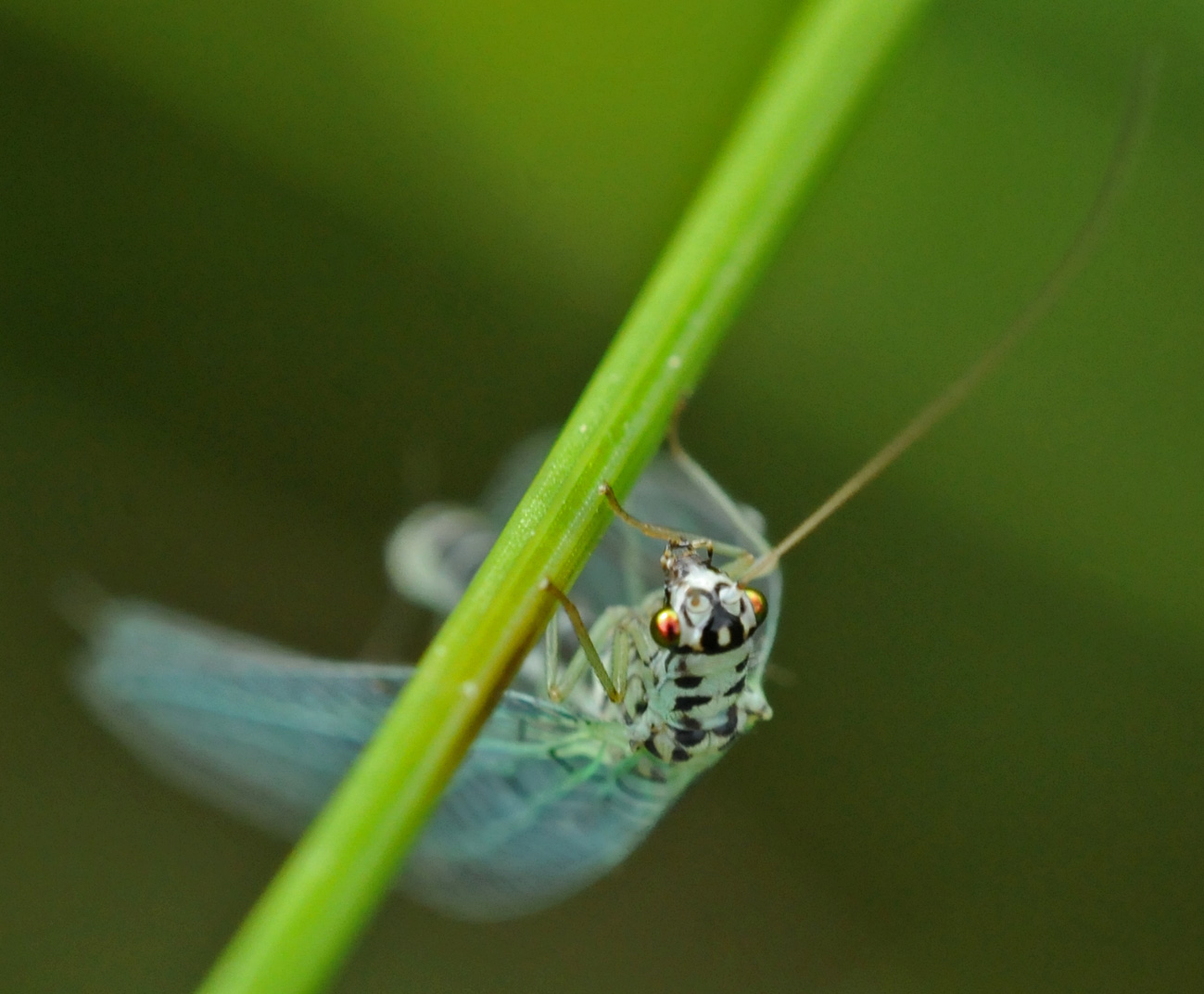 Chrysopa perla