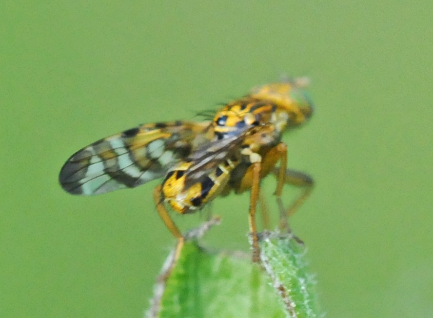 Identificazione dittero