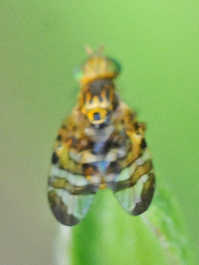 Identificazione dittero