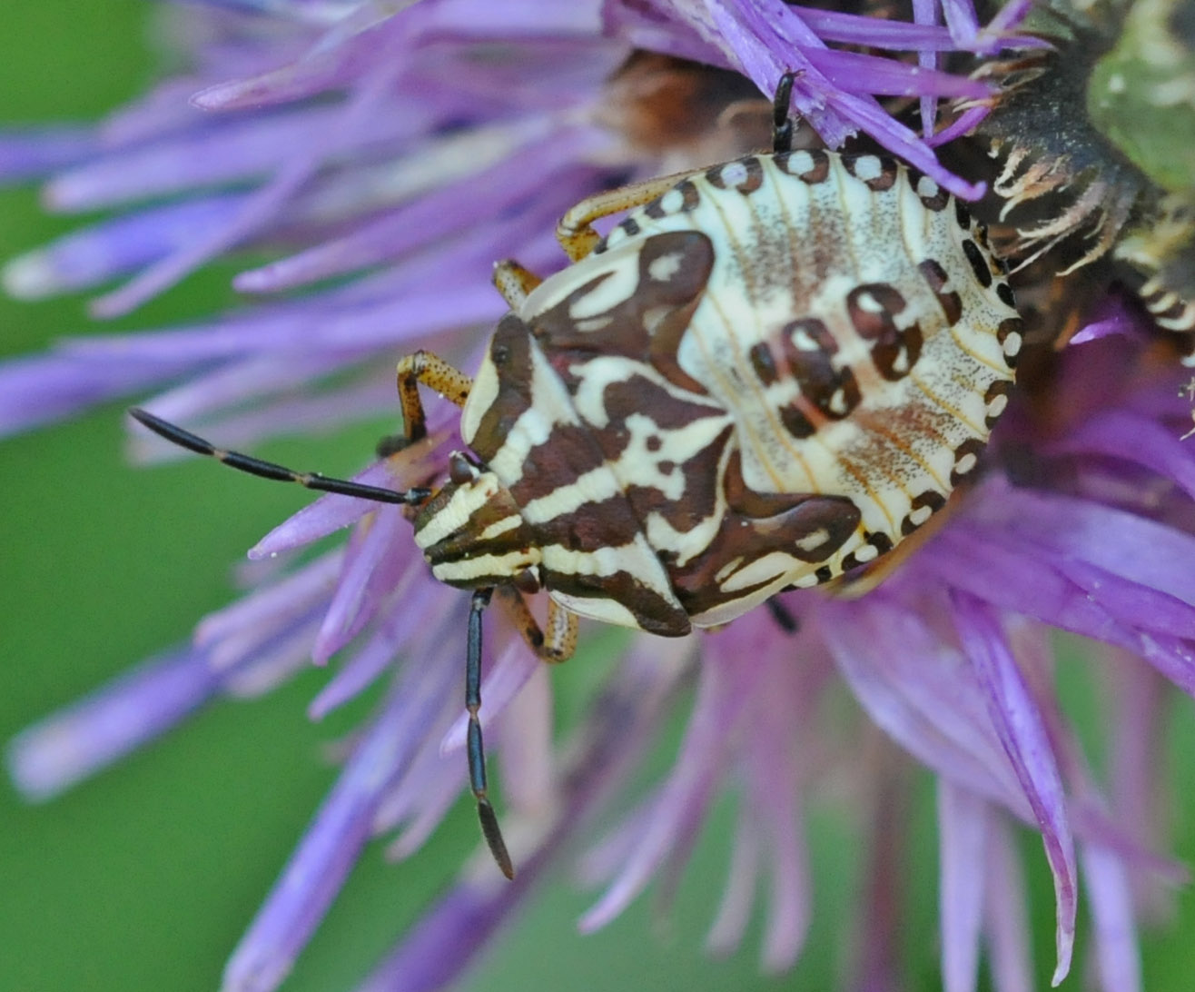 Pentatomidae: Carpocoris sp. (ninfa) del Piemonte