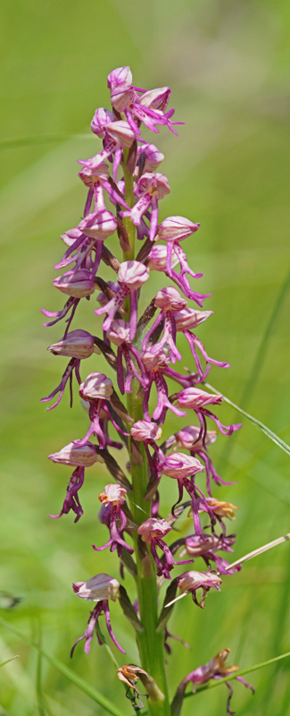 Orchis xspuria (O.militaris x O.anthropophora)