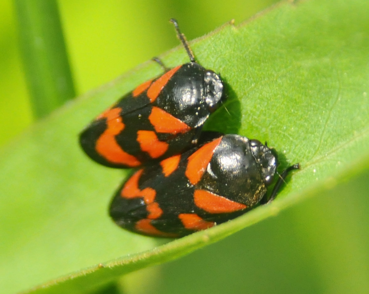 Cercopidae - un gruppo facile da determinare... ?