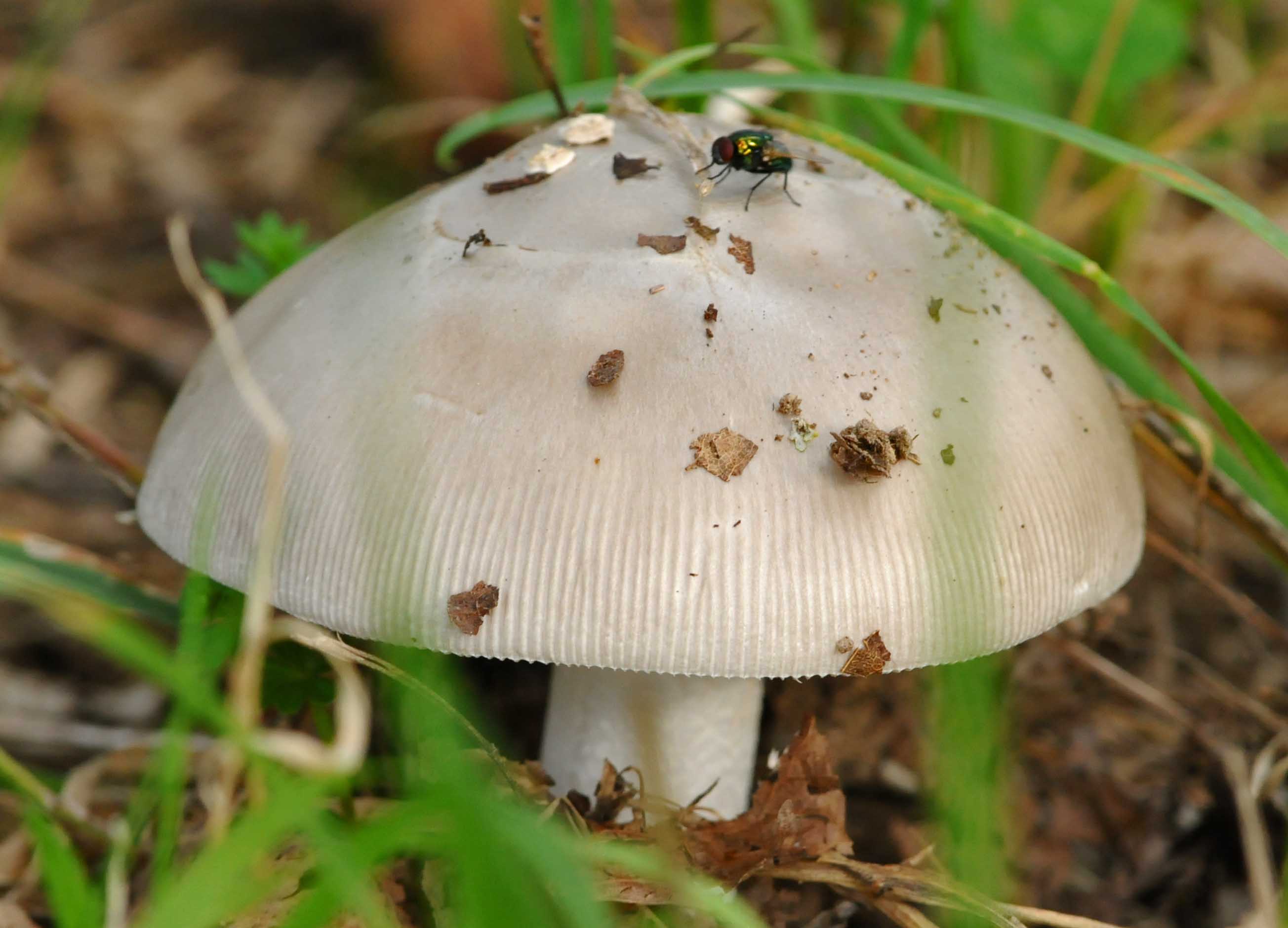 Fungo da identificare