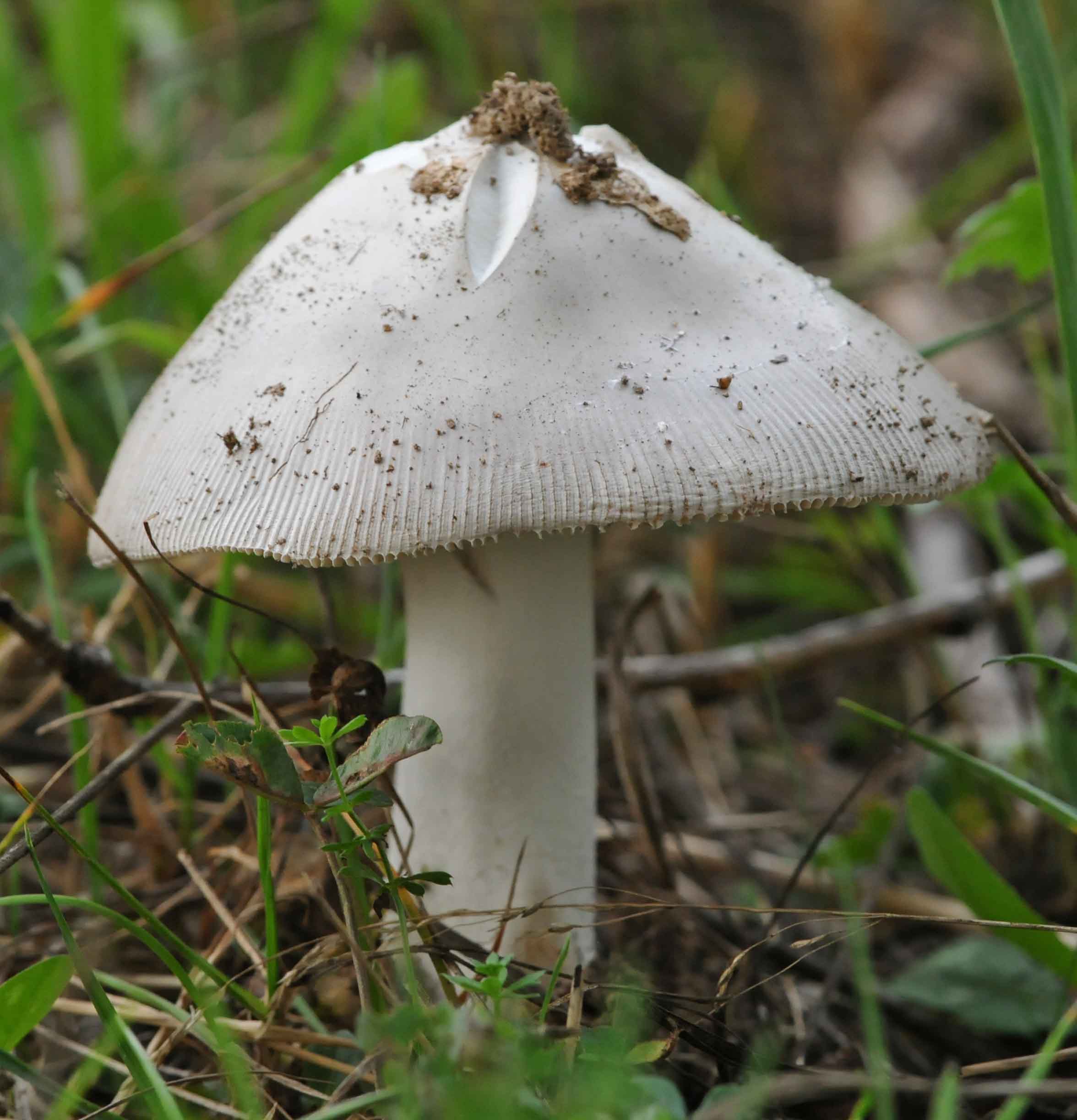 Fungo da identificare