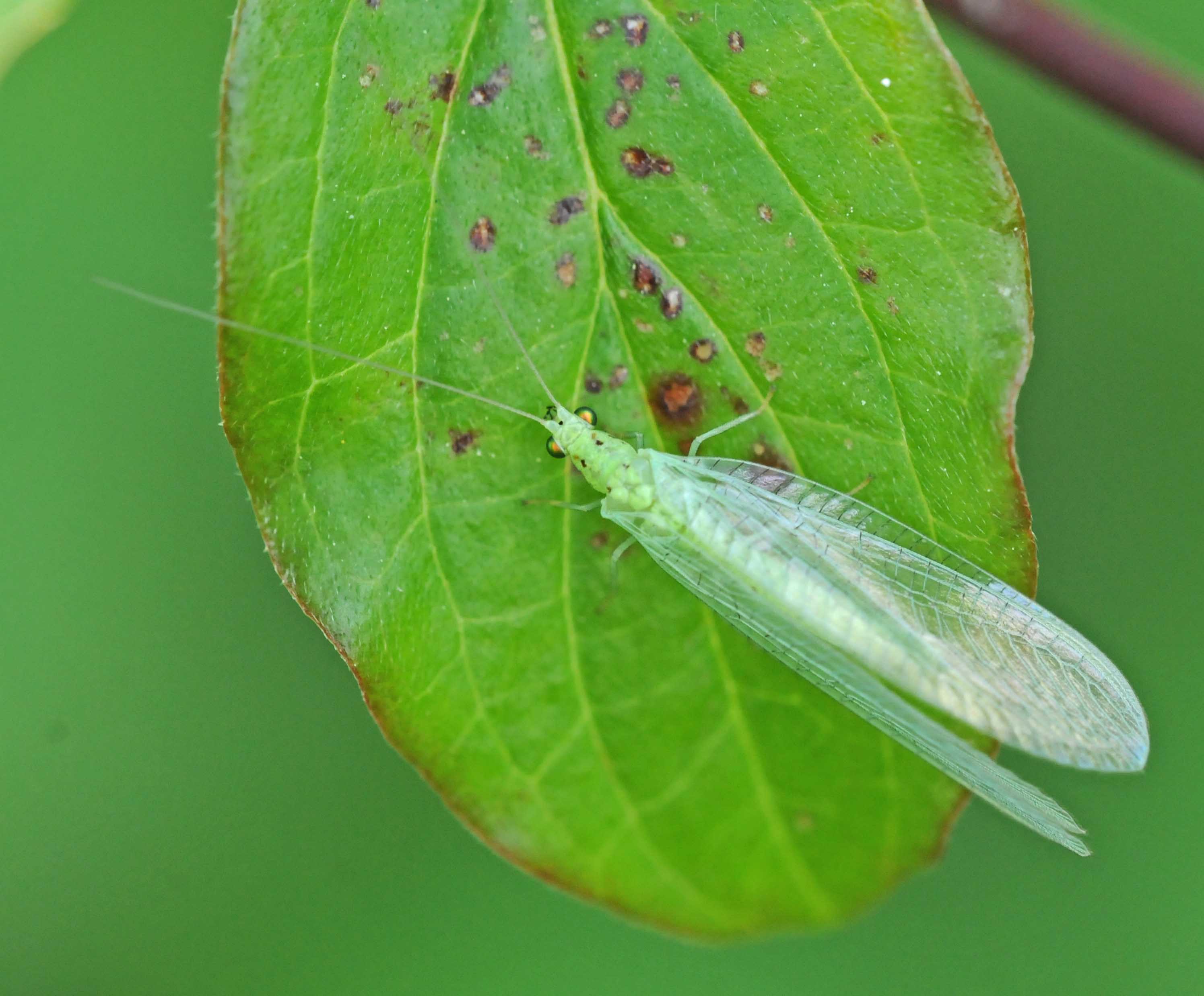 Quale Chrysoperla? No.  Dichochrysa mariana