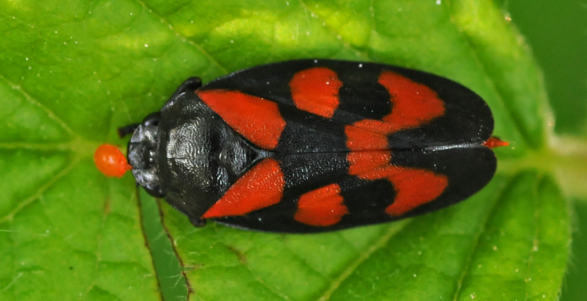 Cercopis vulnerata?