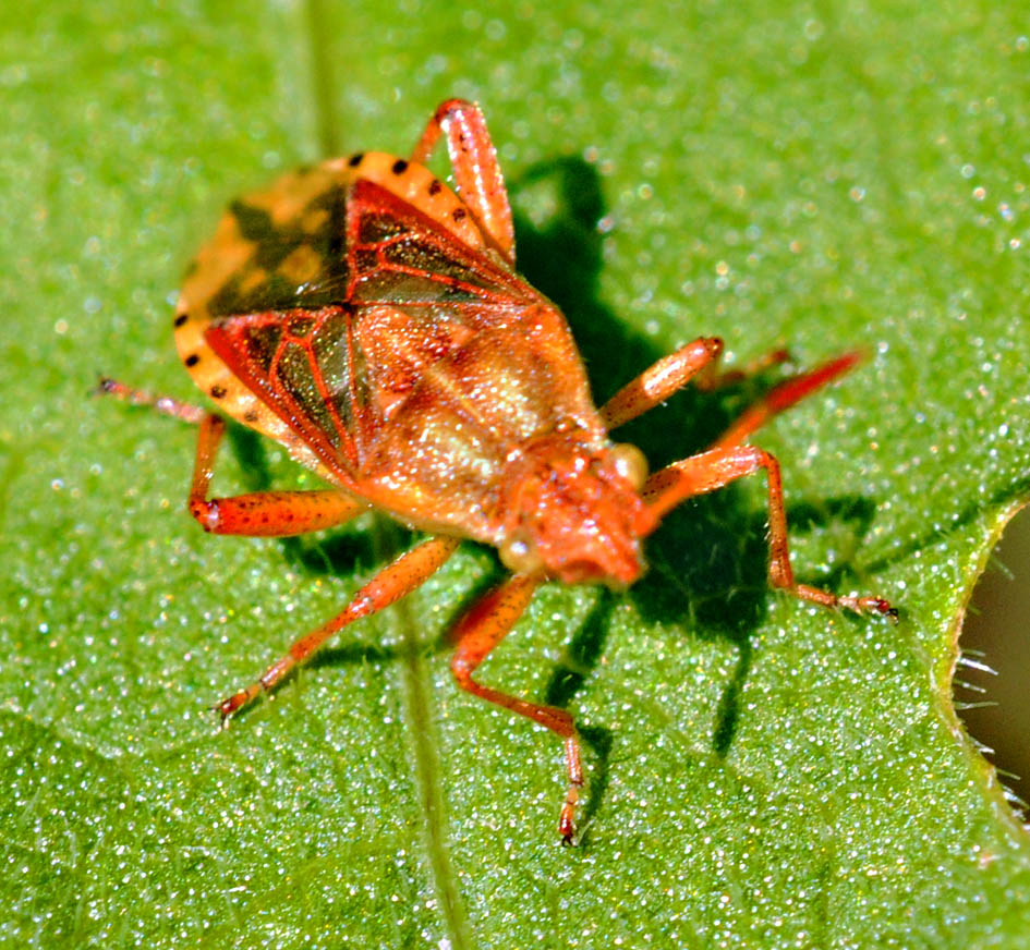 Rhopalidae: Stictopleurus sp. del Piemonte (CN)