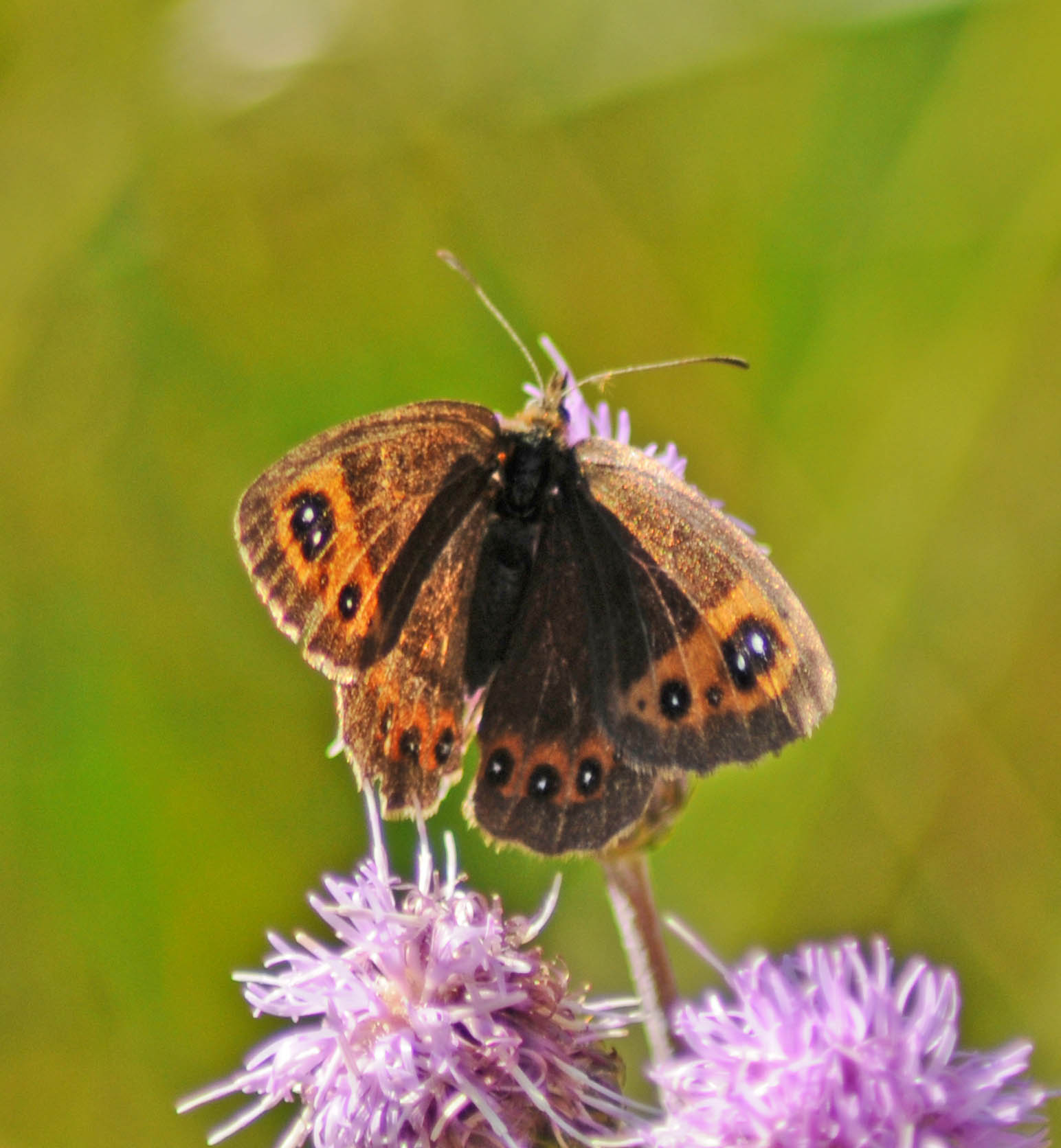 Erebia aethiops?