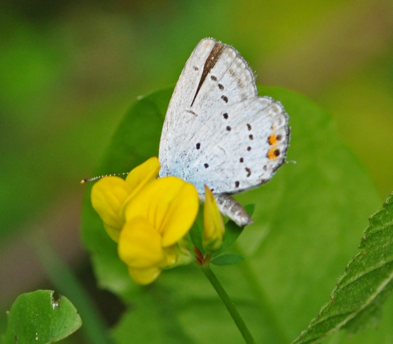 Identificazione licenide