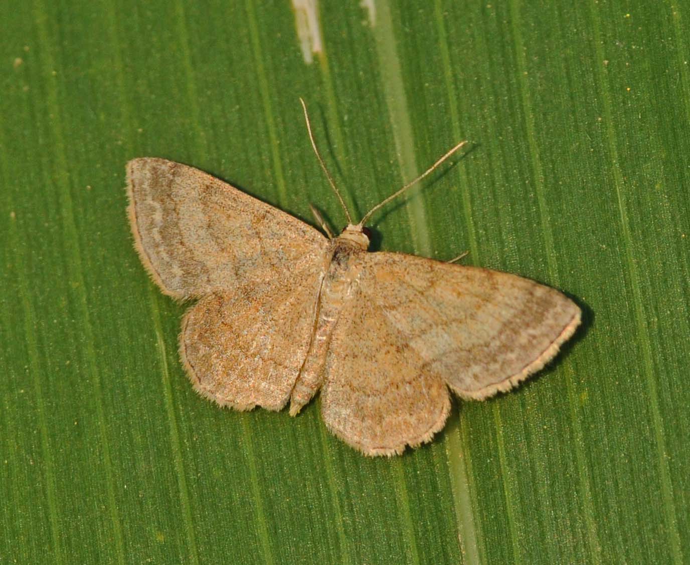 Farfalline sulle foglie del grano turco (da identificare)