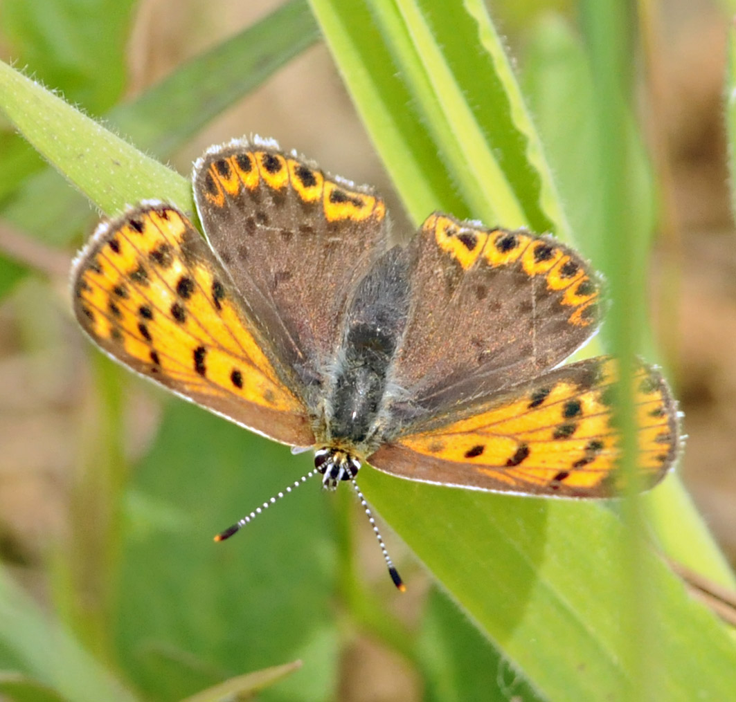 Licenide da identificare