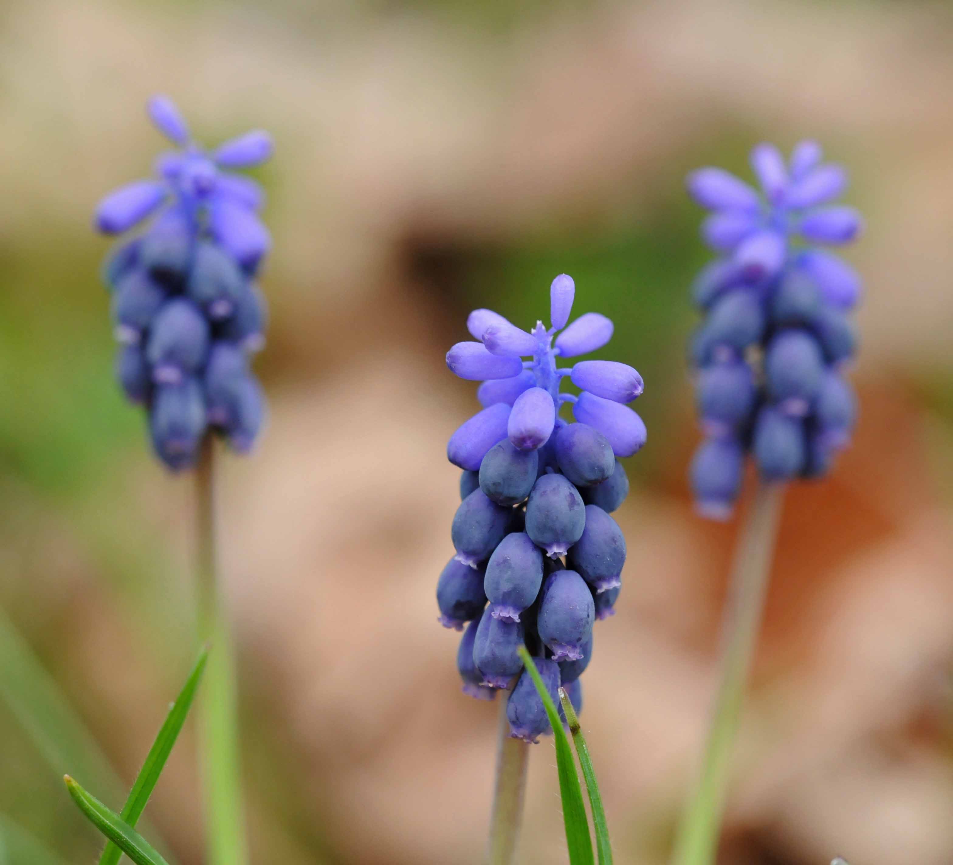 Muscari neglectum