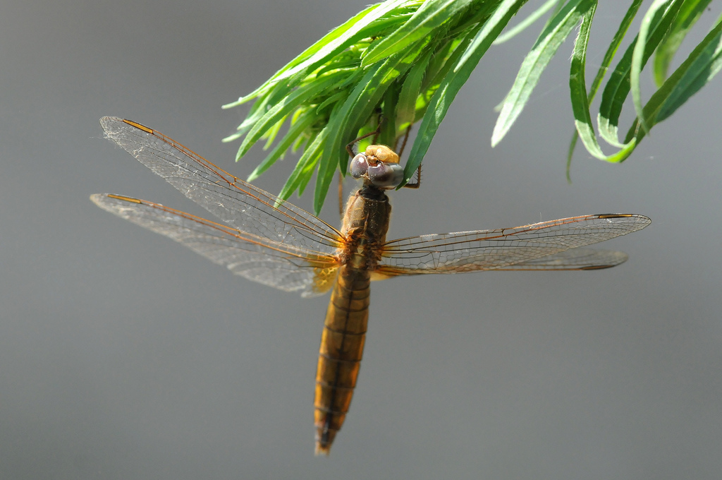 Quale Odonata?