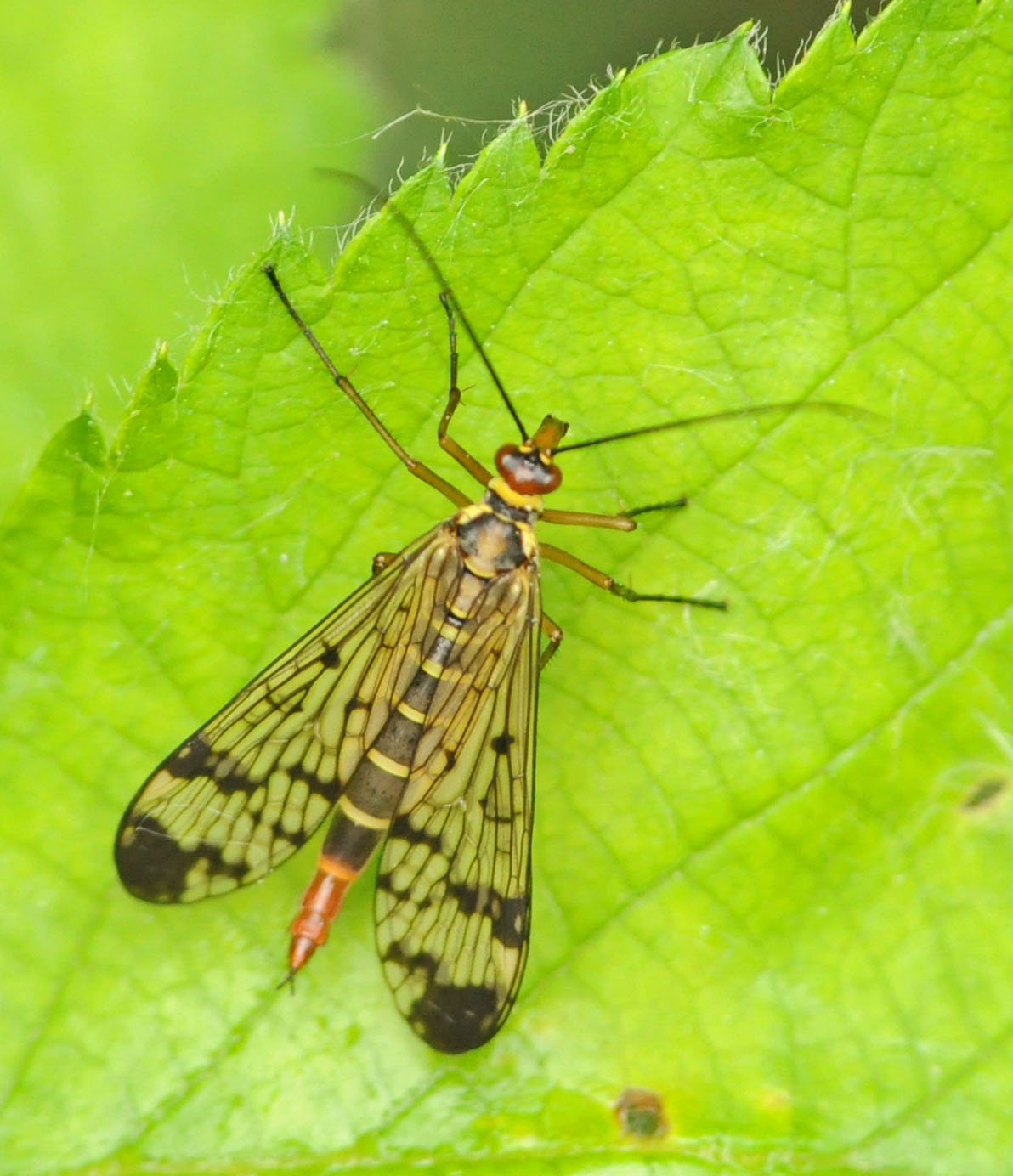 Panorpa gr. cognata