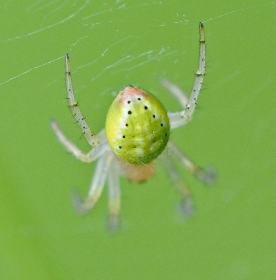 Araniella sp.