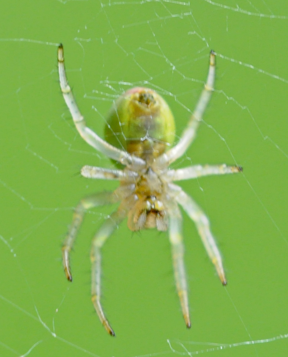 Araniella sp.