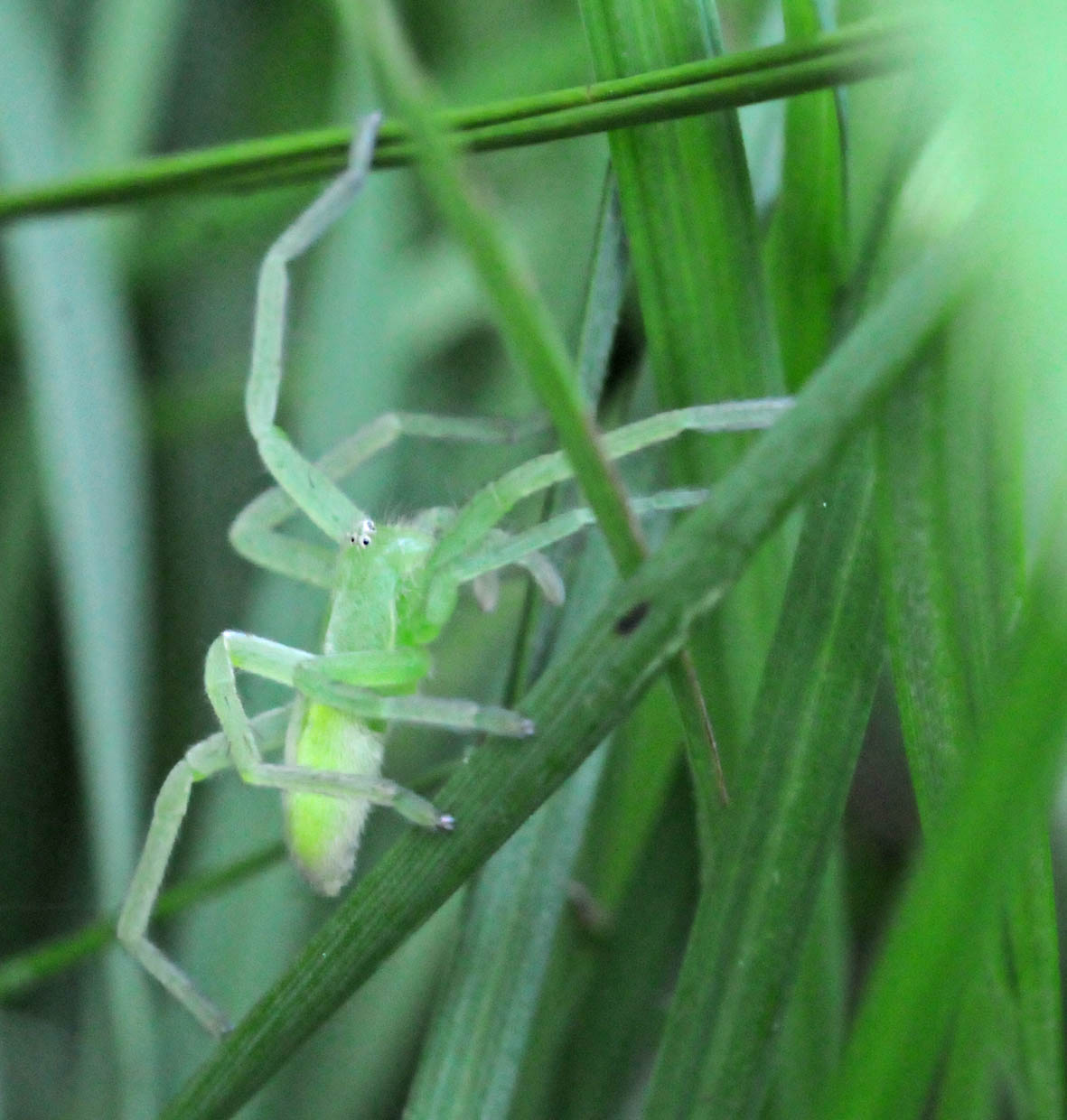 Mircommata virescens