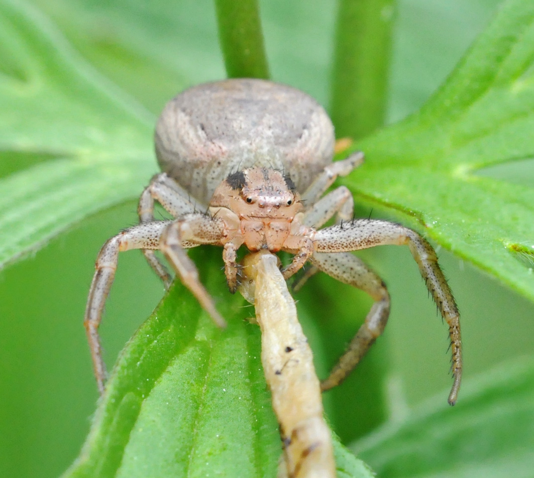 Xysticus sp. che ha predato un bruco