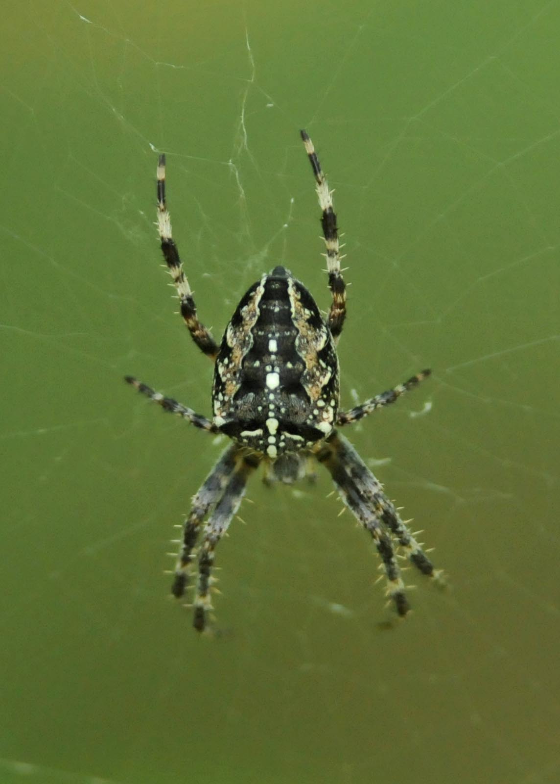 Araneus diadematus