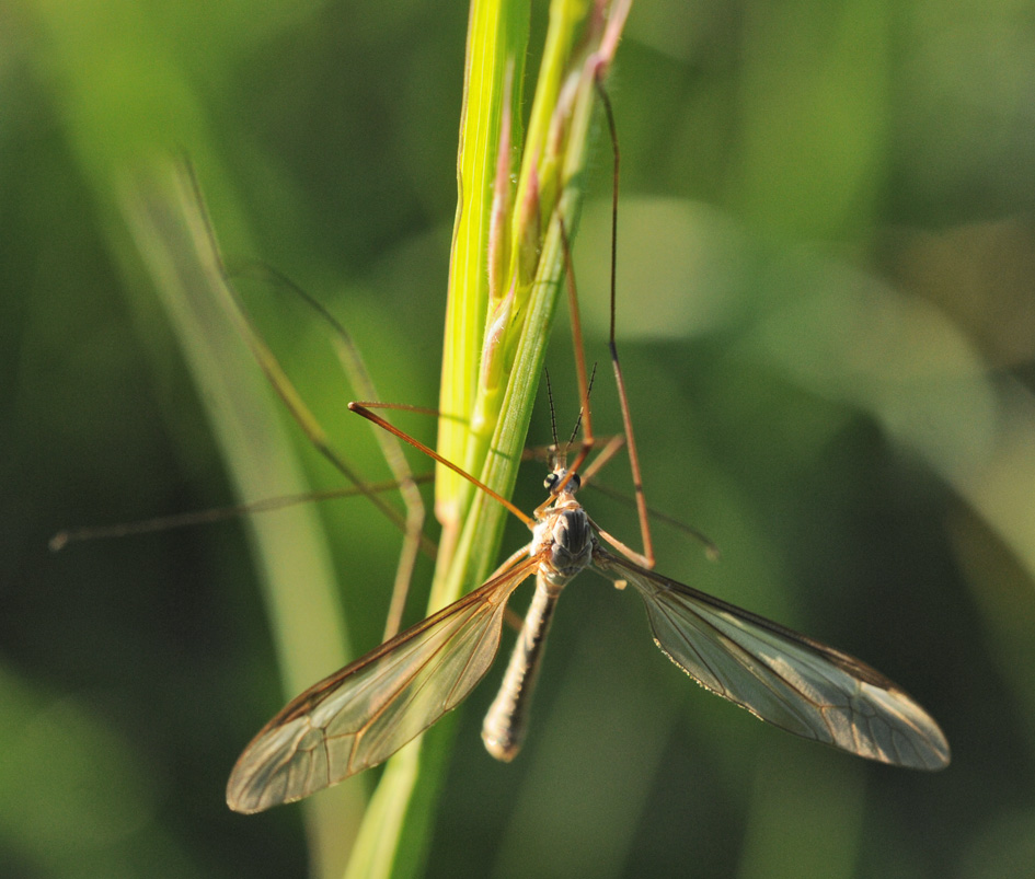 Identificazione Tipula