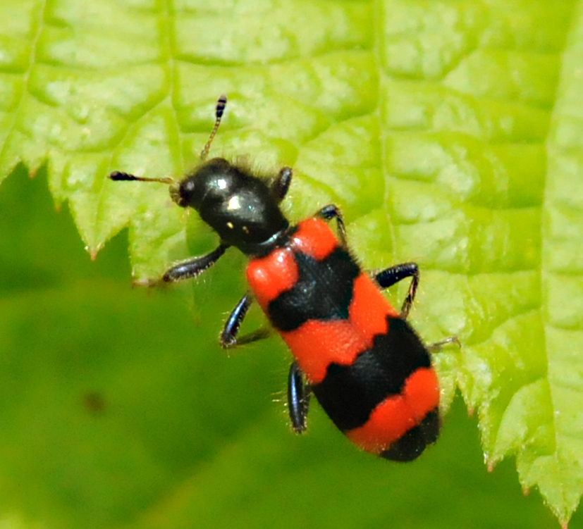 Trichodes apiarius