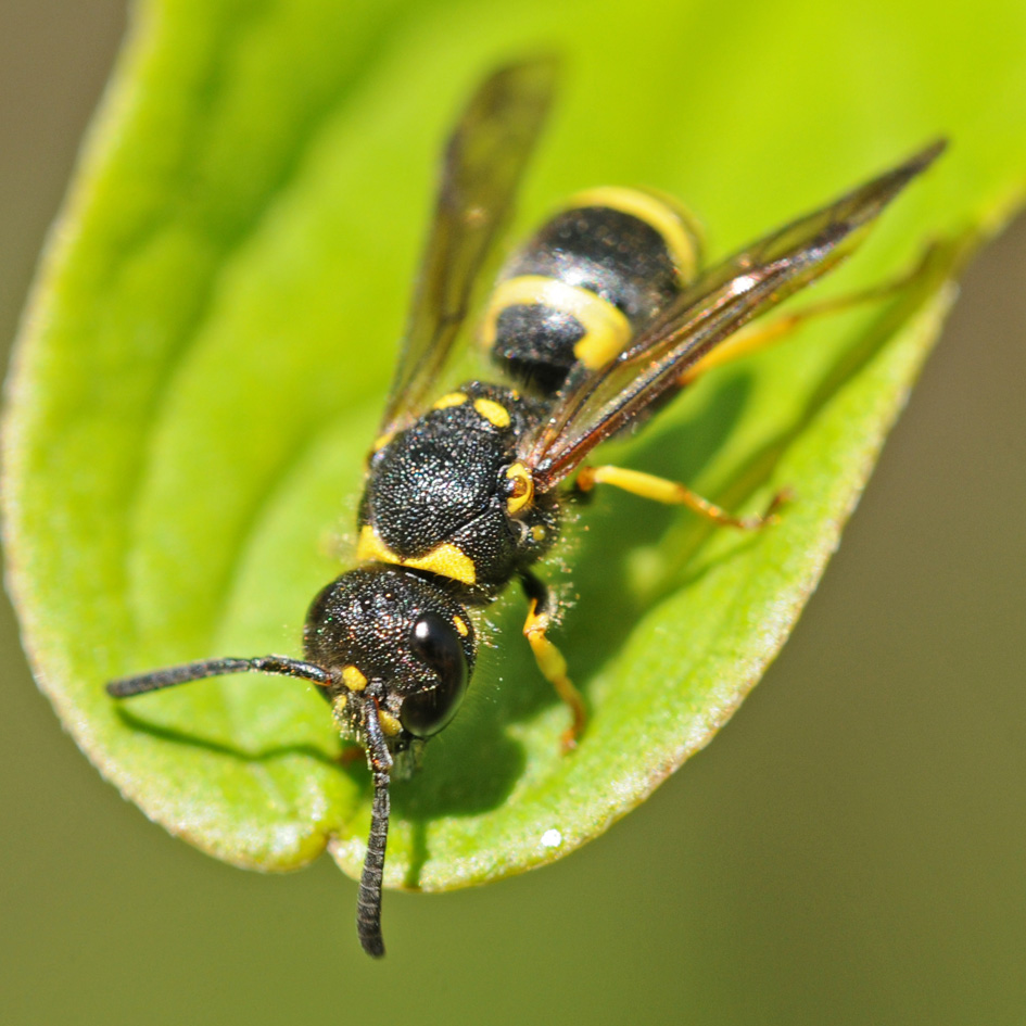 Ancistrocerus