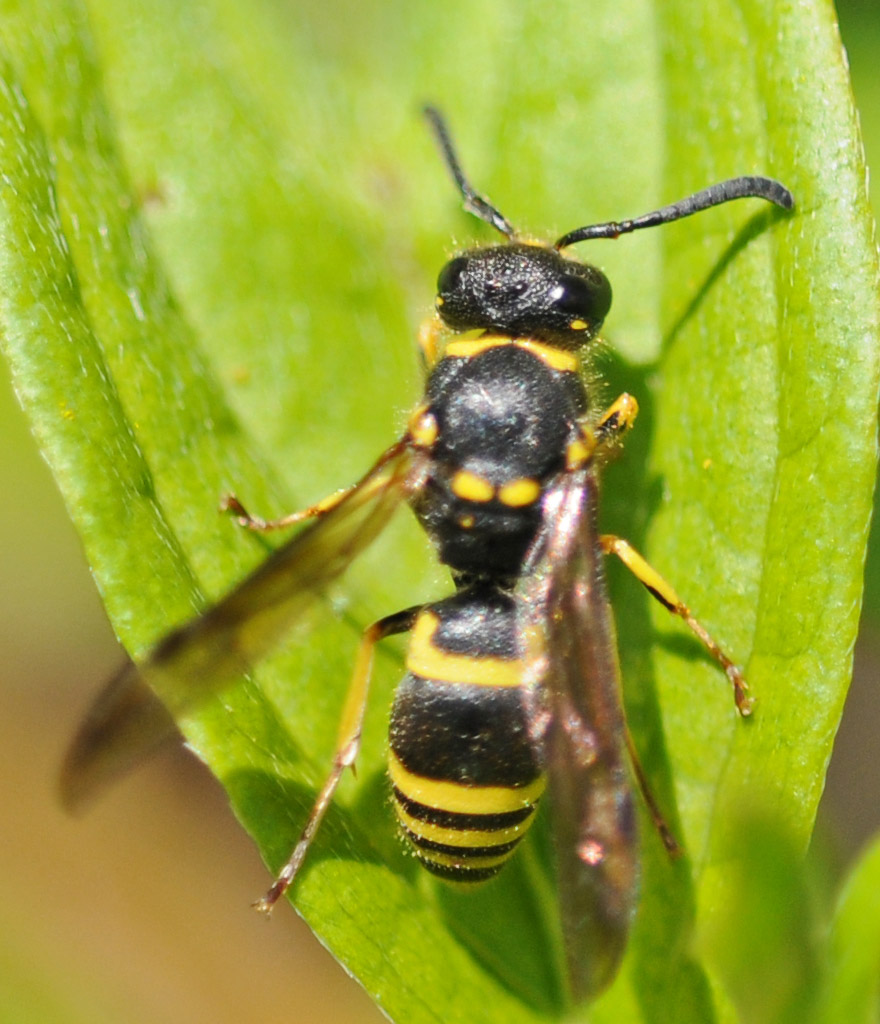 Ancistrocerus