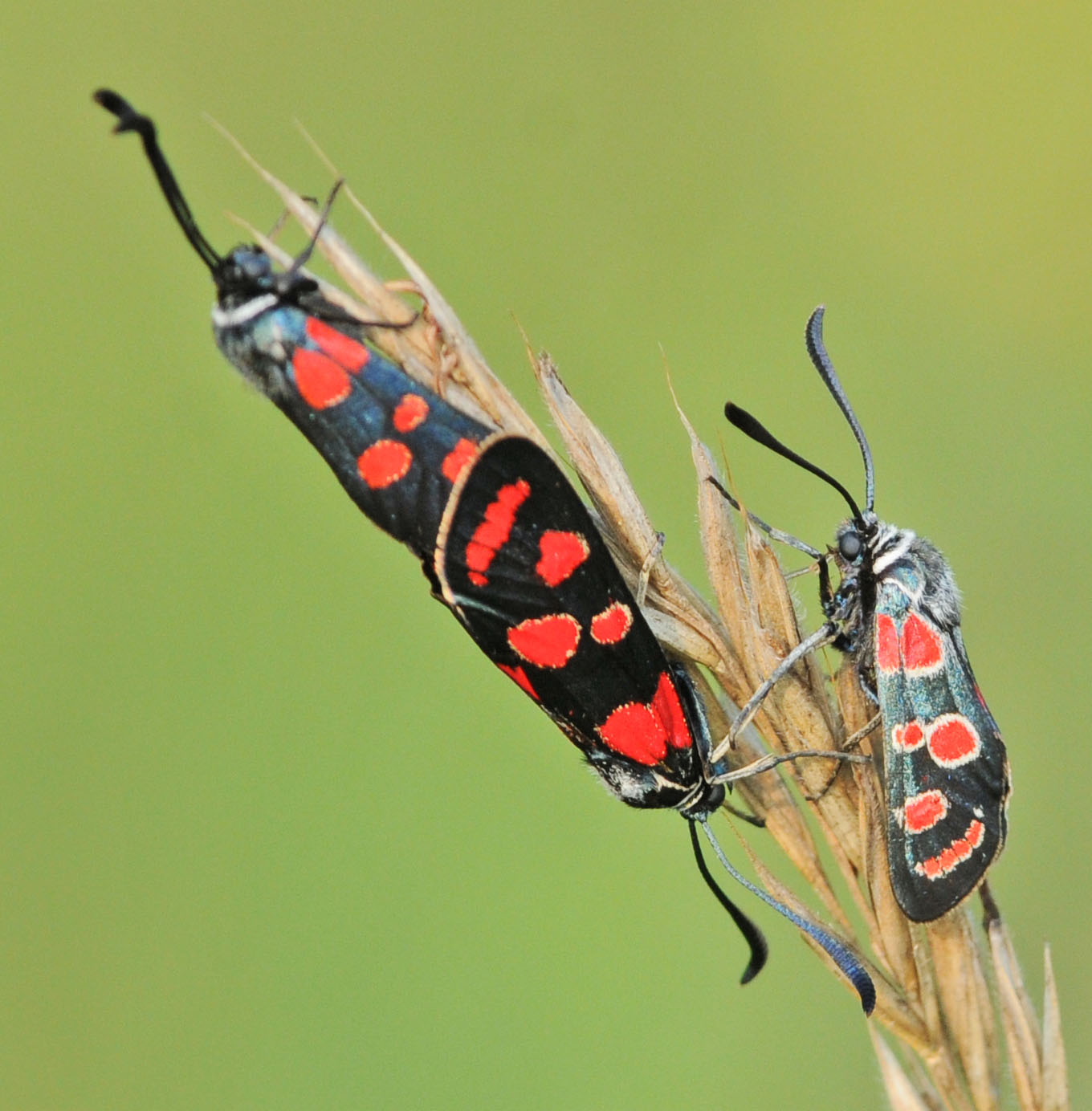 Identificazione Zygaene