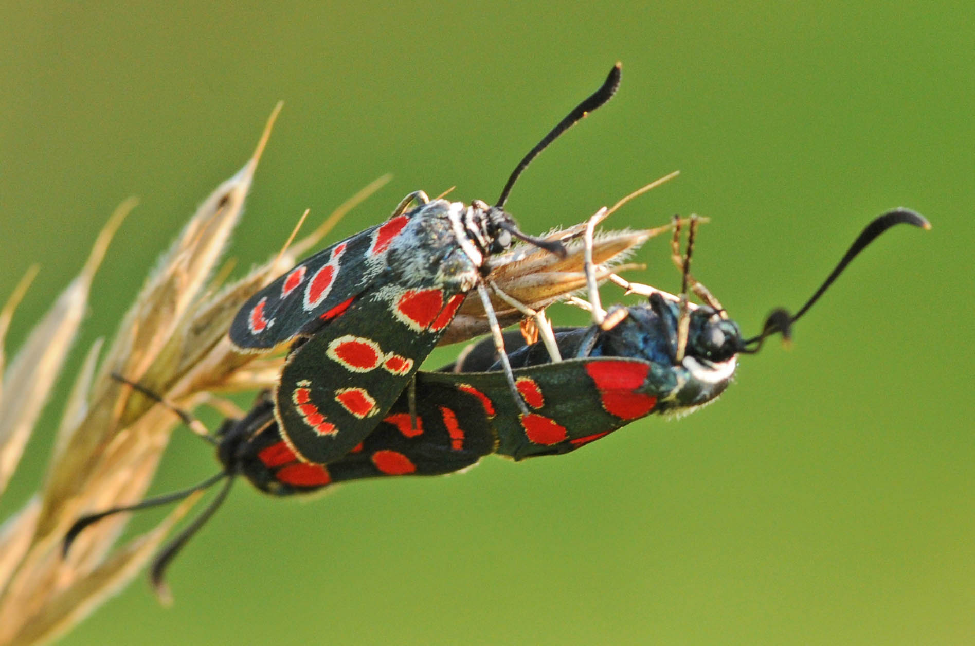 Identificazione Zygaene