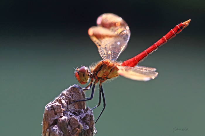 Sympetrum pedemontanum???