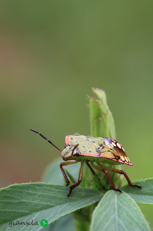 Pentatomidae: giovani di Nezara viridula del Veneto (VR)