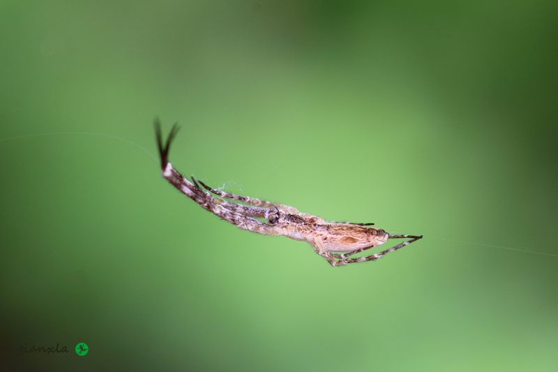 Uloborus walckenaerius