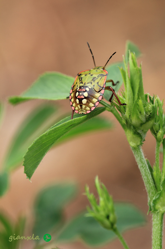 Pentatomidae: giovani di Nezara viridula del Veneto (VR)